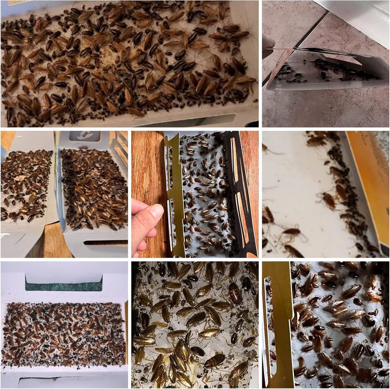 USKICH 20 Pack Roach Traps, Cockroach Traps Indoor Home, Glue Roach Traps, Child & Pets Safe(Upgrade Recipe) - Image 2